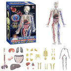3D Human Body Model with Removable Bones, Organs, Blood Vessels — product image 1