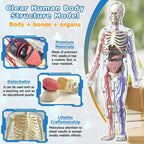3D Human Body Model with Removable Bones, Organs, Blood Vessels — product image 3