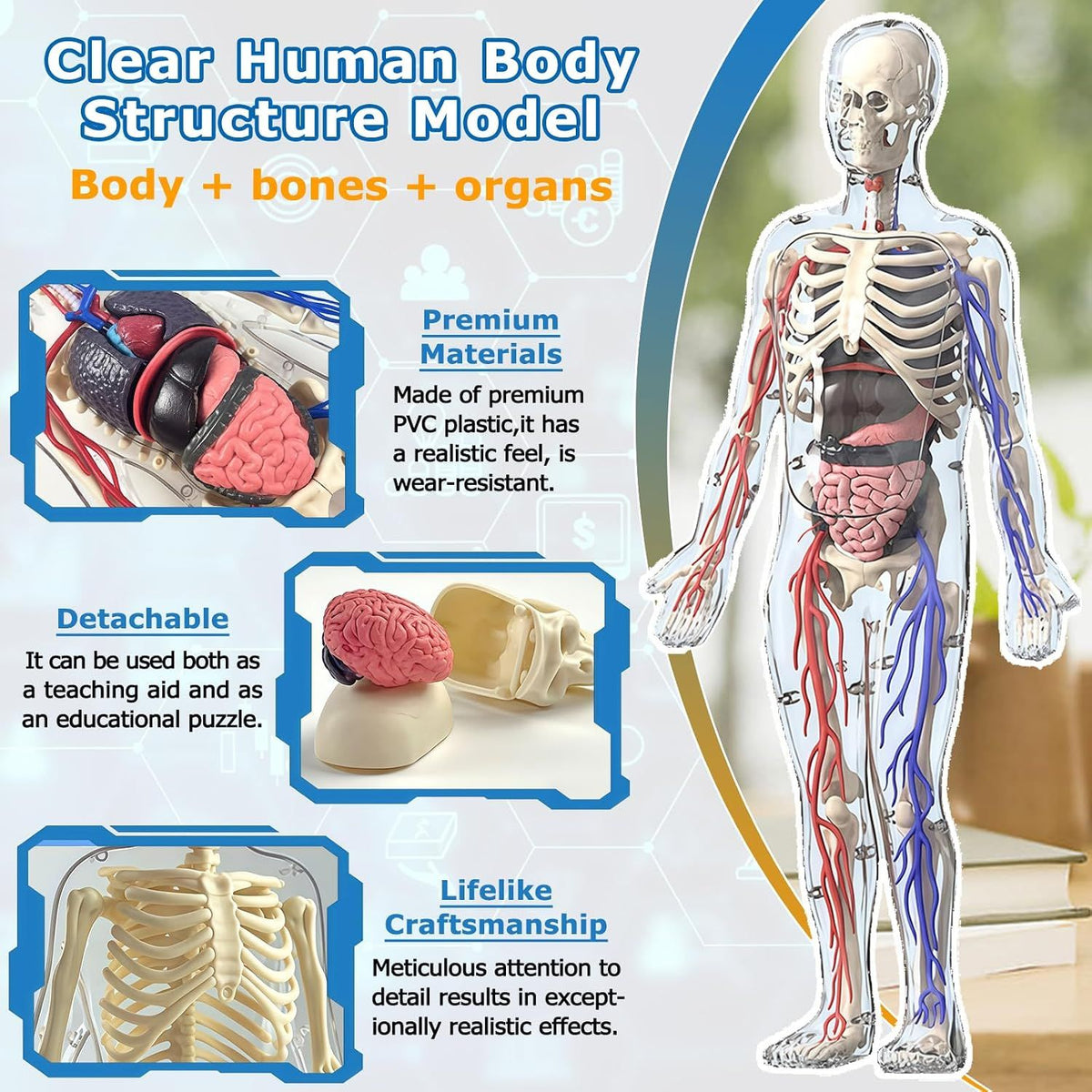 3D Human Body Model with Removable Bones, Organs, Blood Vessels — product image 3