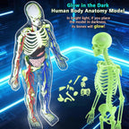 3D Human Body Model with Removable Bones, Organs, Blood Vessels — product image 4