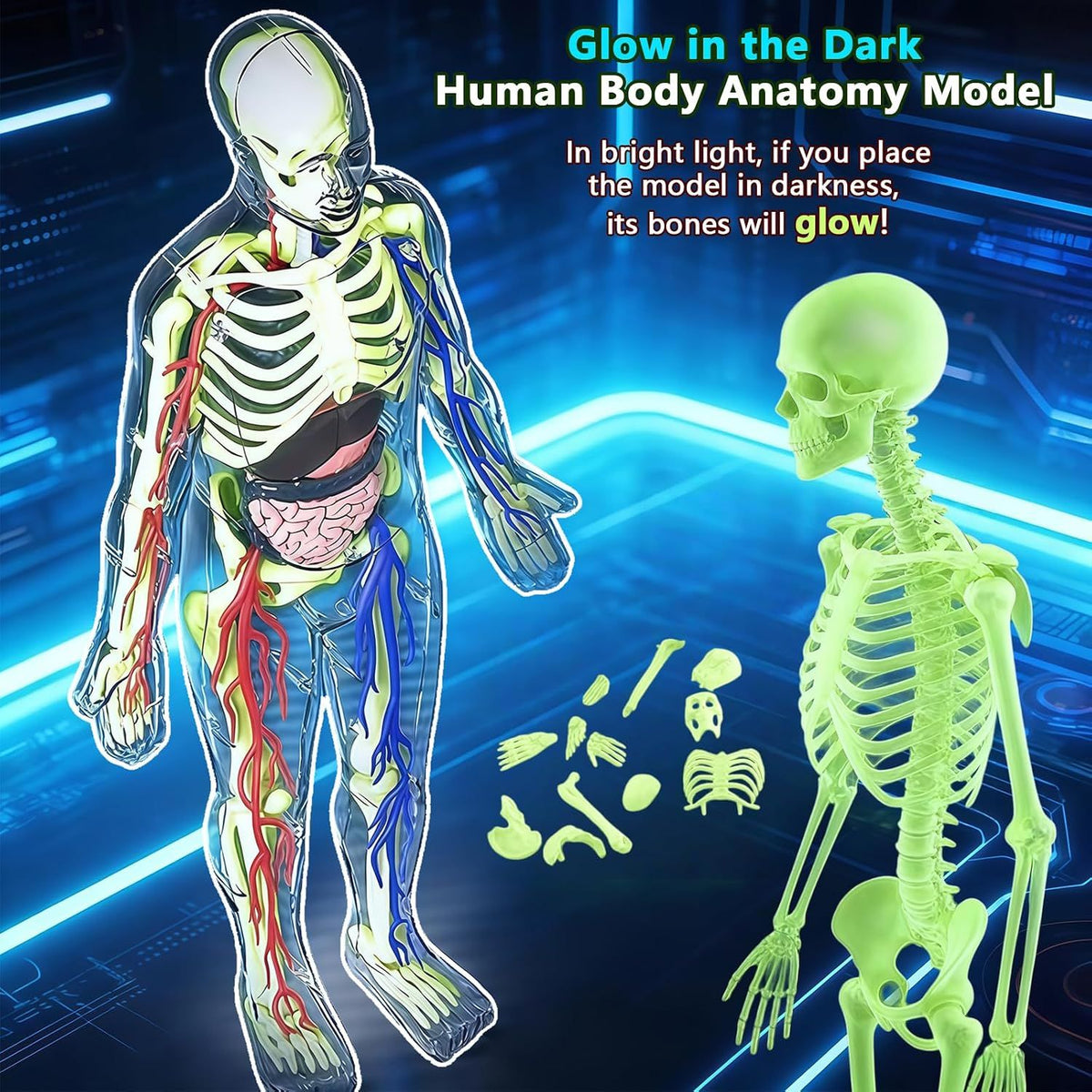 3D Human Body Model with Removable Bones, Organs, Blood Vessels — product image 4