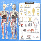 3D Human Body Model with Removable Bones, Organs, Blood Vessels — product image 5