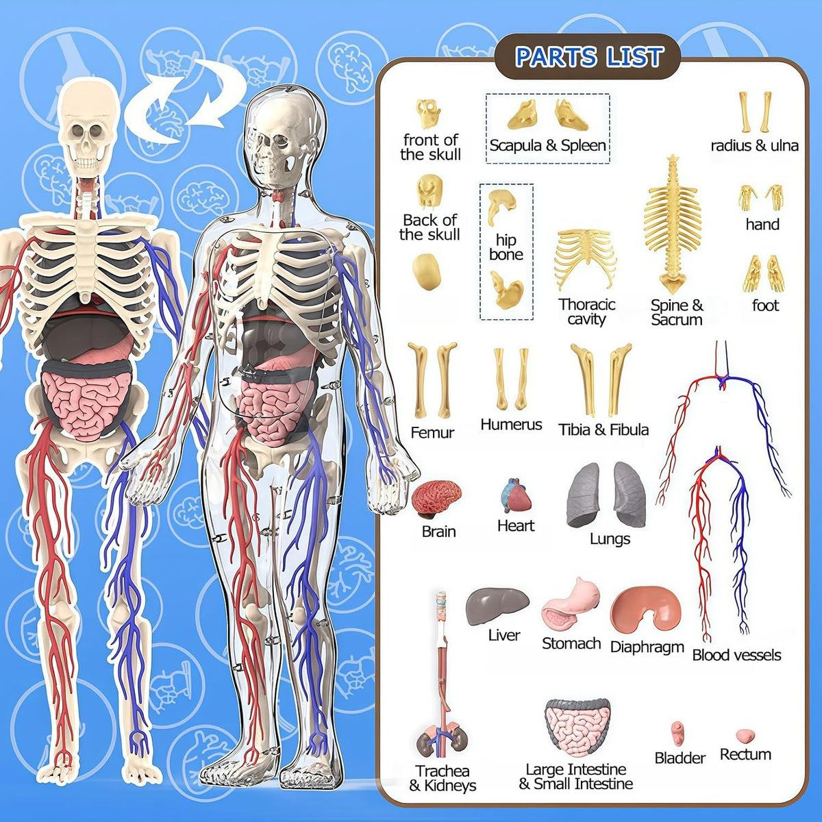 3D Human Body Model with Removable Bones, Organs, Blood Vessels — product image 5