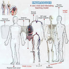 3D Human Body Model with Removable Bones, Organs, Blood Vessels — product image 6