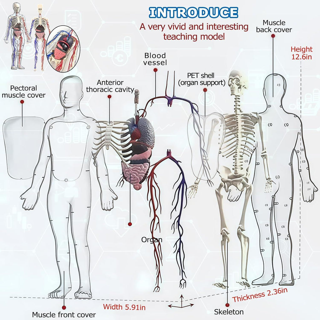 3D Human Body Model with Removable Bones, Organs, Blood Vessels — product image 7