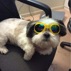 Foldable pet goggles colour options