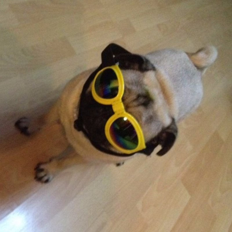 Dog wearing foldable pet goggles